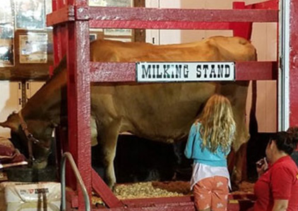 A child milking a cow at Cowtown USA