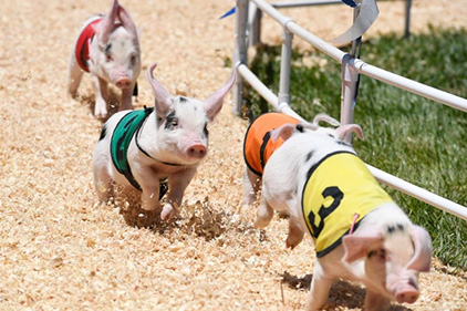 Hot Dog Pig Racing at the Fair