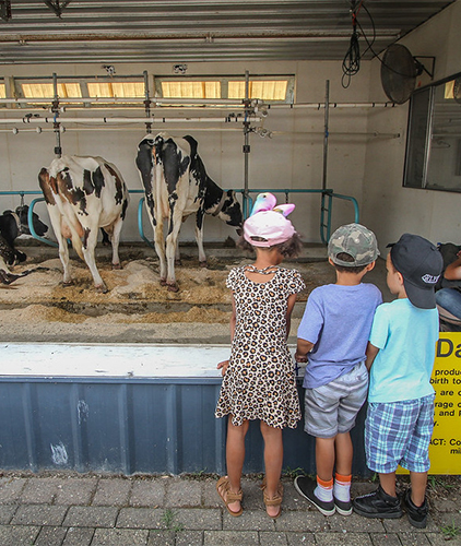 Children looking at cows