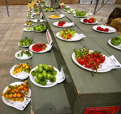 Display of Tomatoes
