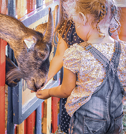 A little girl feeds a goat at the Petting Zoo.