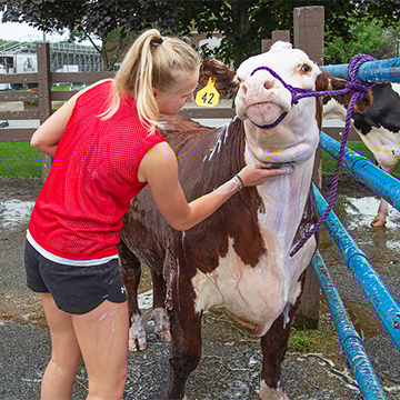 Girl washing her cow