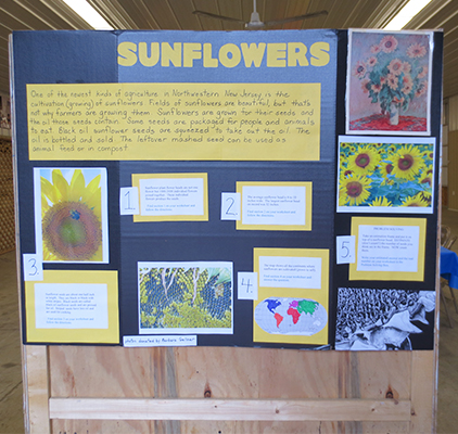 Sunflower Display