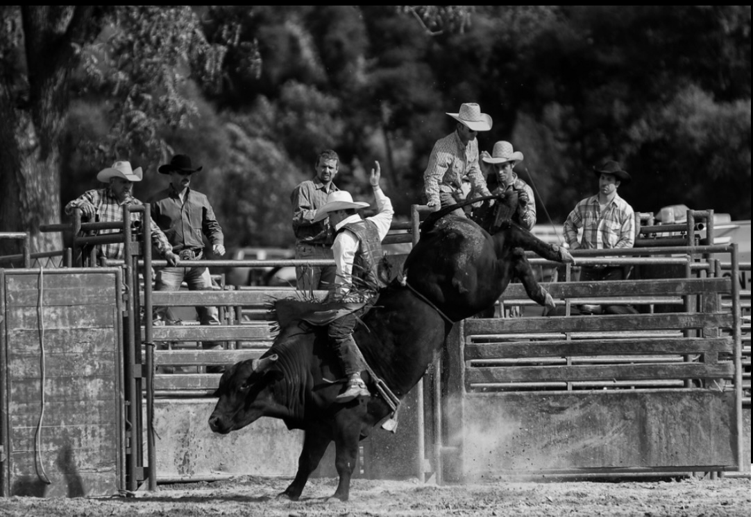 black and white photo of a bull with rider